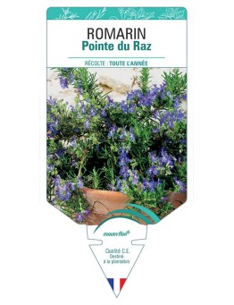 ROMARIN POINTE DU RAZ