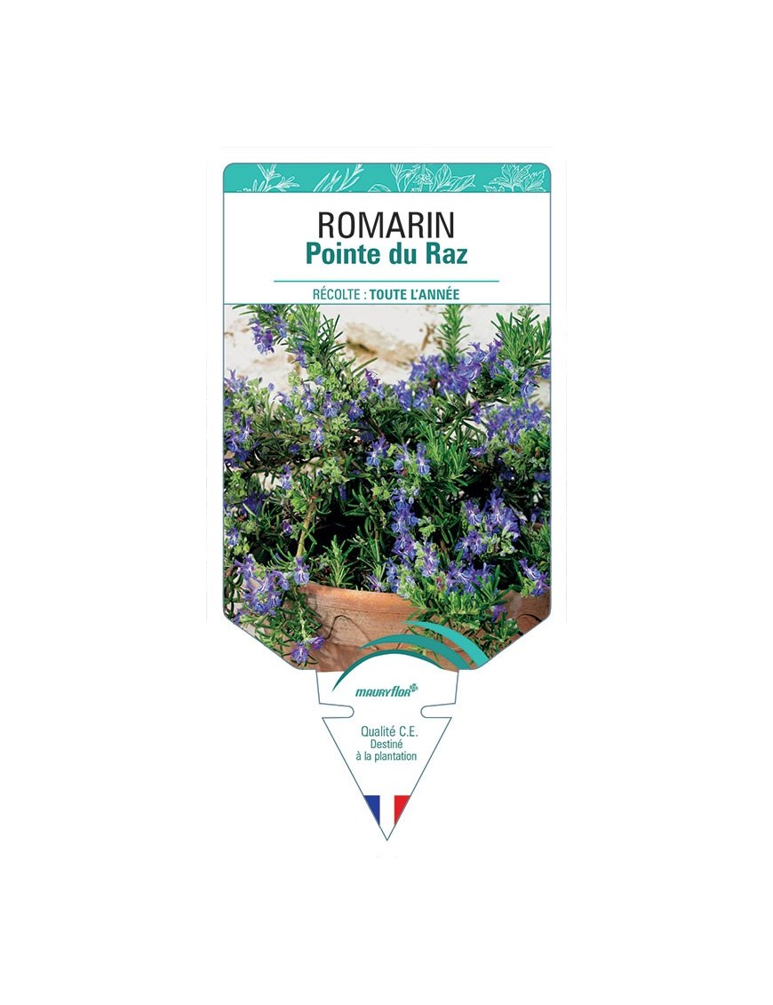 ROMARIN POINTE DU RAZ
