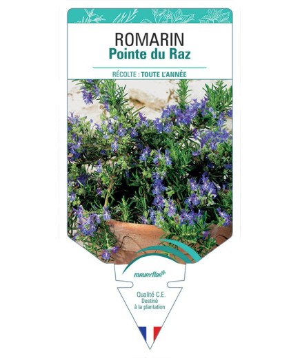 ROMARIN POINTE DU RAZ