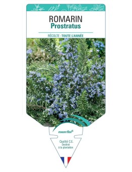 ROMARIN PROSTRATUS