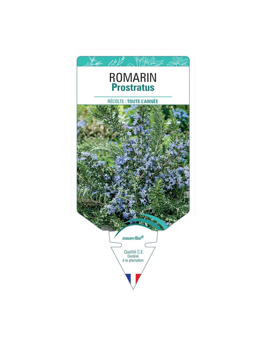 ROMARIN PROSTRATUS