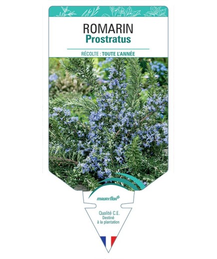 ROMARIN PROSTRATUS