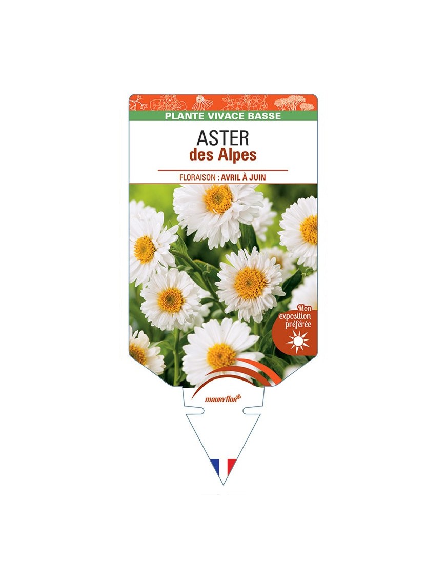 ASTER DES ALPES (blanc) *