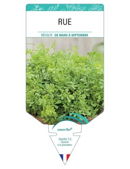 RUE