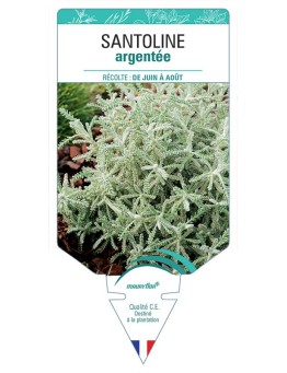 SANTOLINE ARGENTÉE