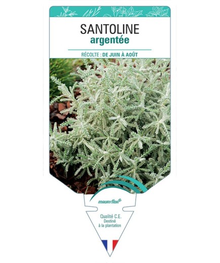 SANTOLINE ARGENTÉE