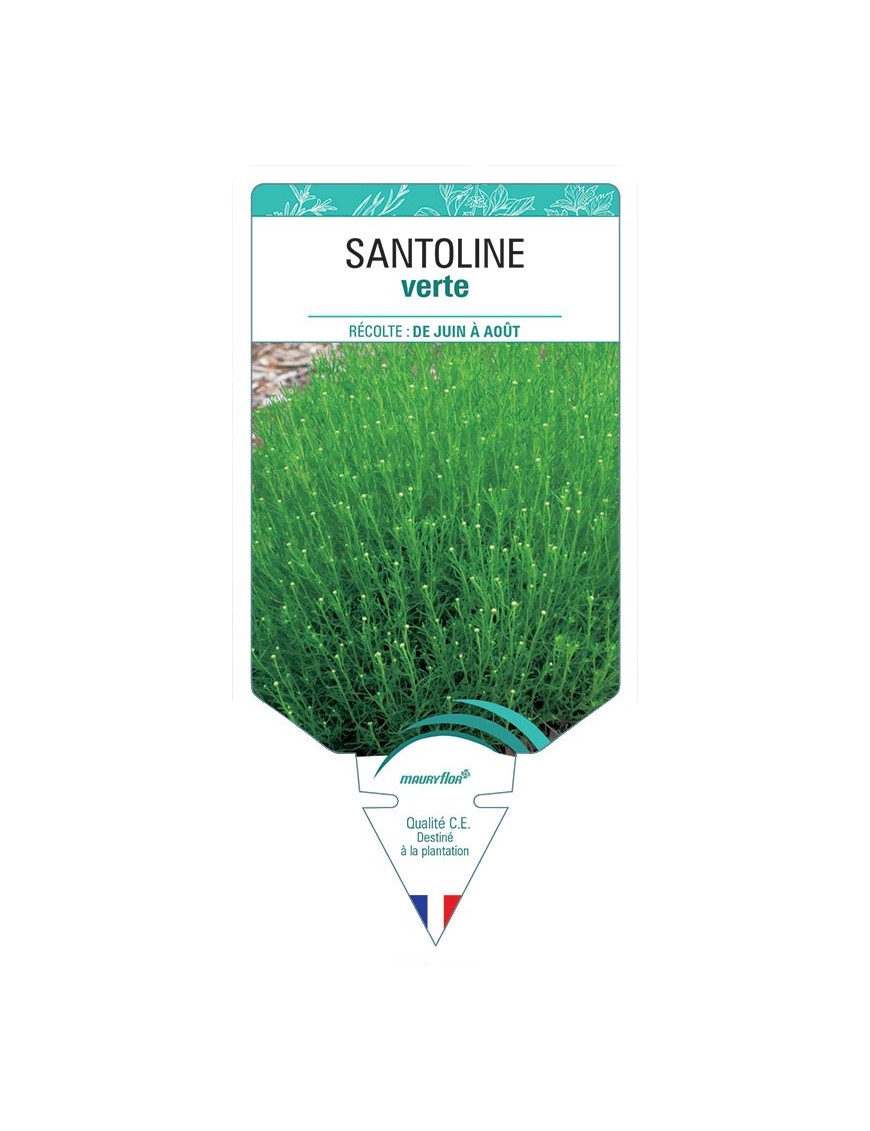 SANTOLINE VERTE