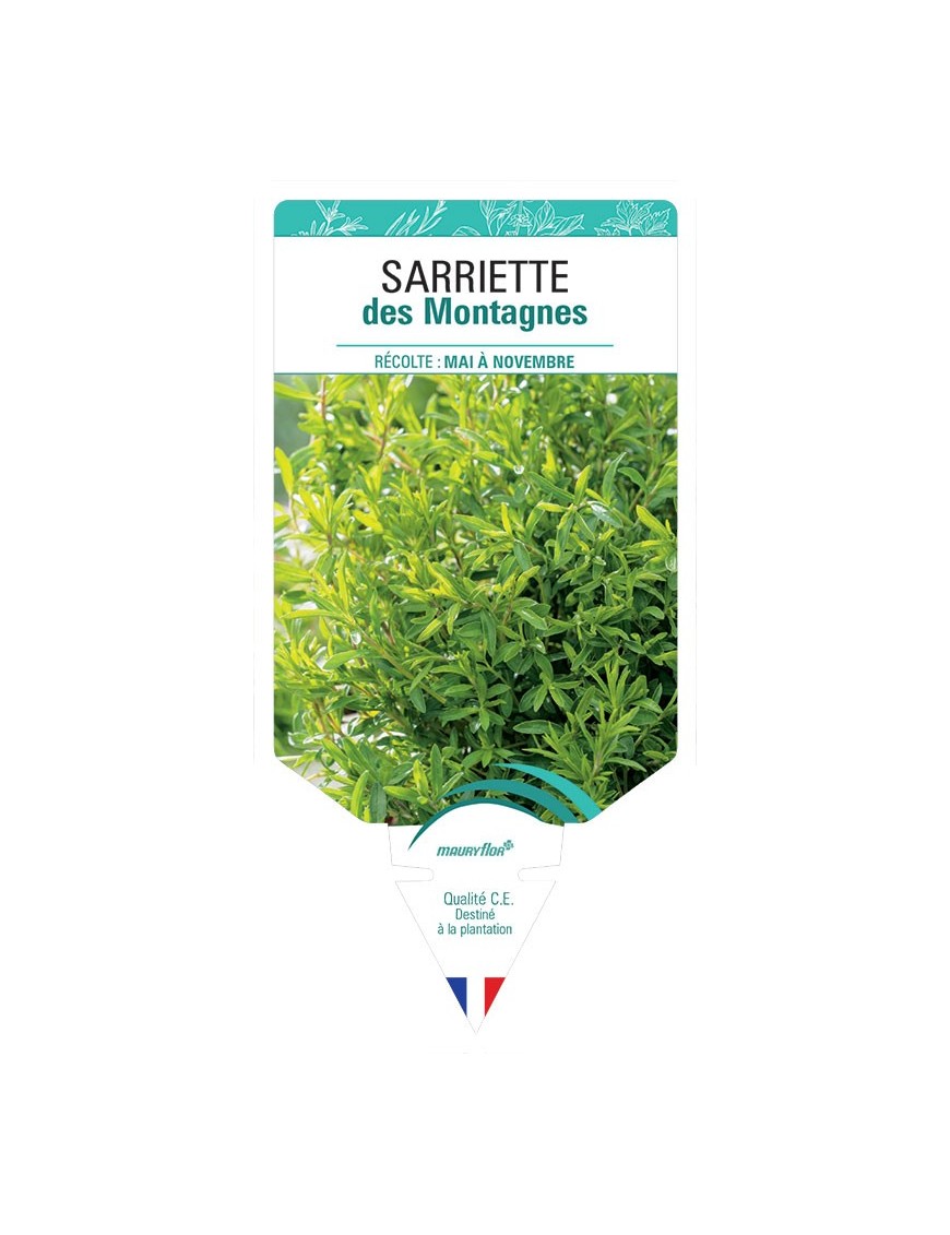 SARRIETTE DES MONTAGNES