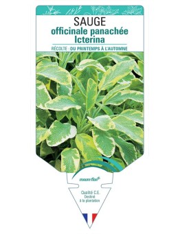 SAUGE OFFICINALE PANACHÉE ICTERINA