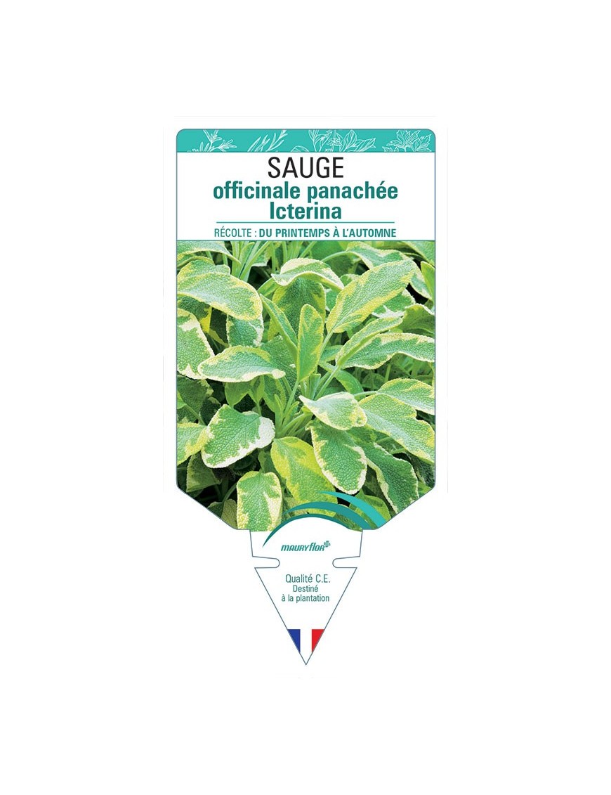 SAUGE OFFICINALE PANACHÉE ICTERINA