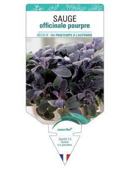 SAUGE OFFICINALE POURPRE