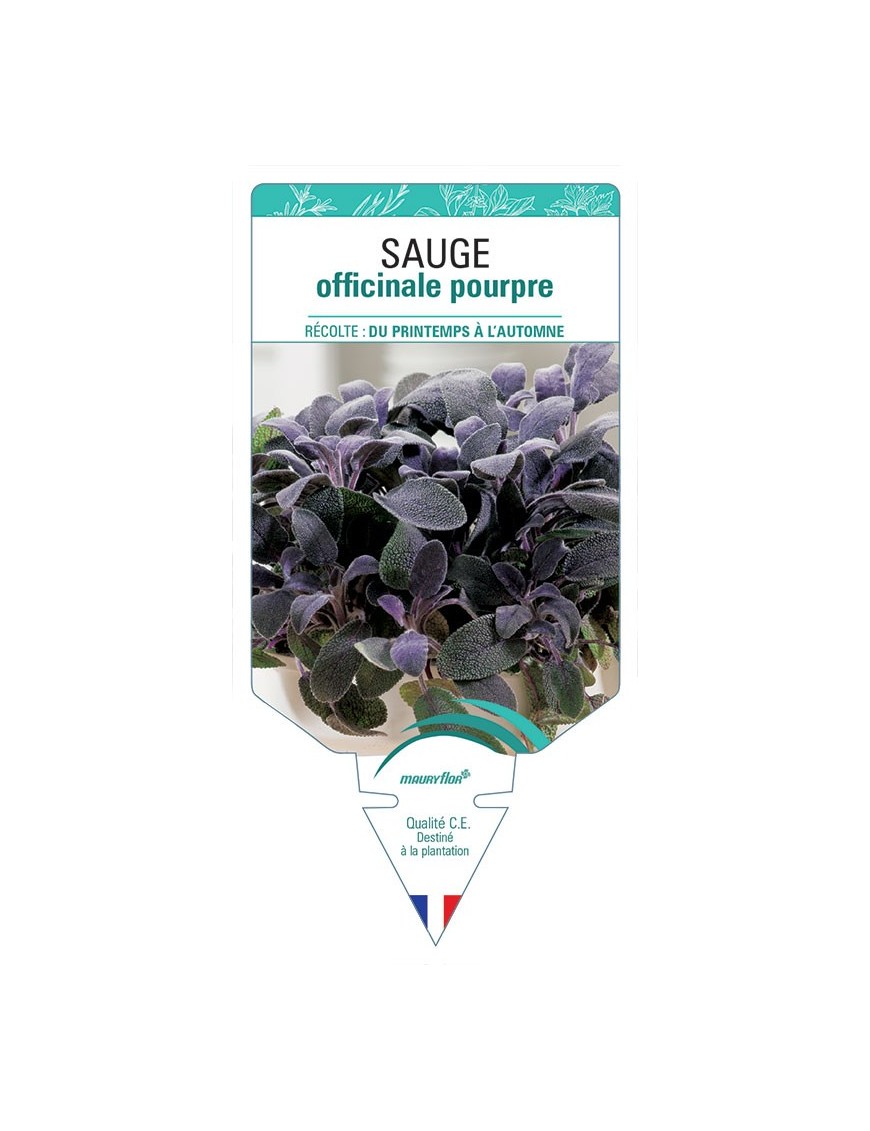 SAUGE OFFICINALE POURPRE