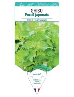 SHISO PERSIL JAPONAIS