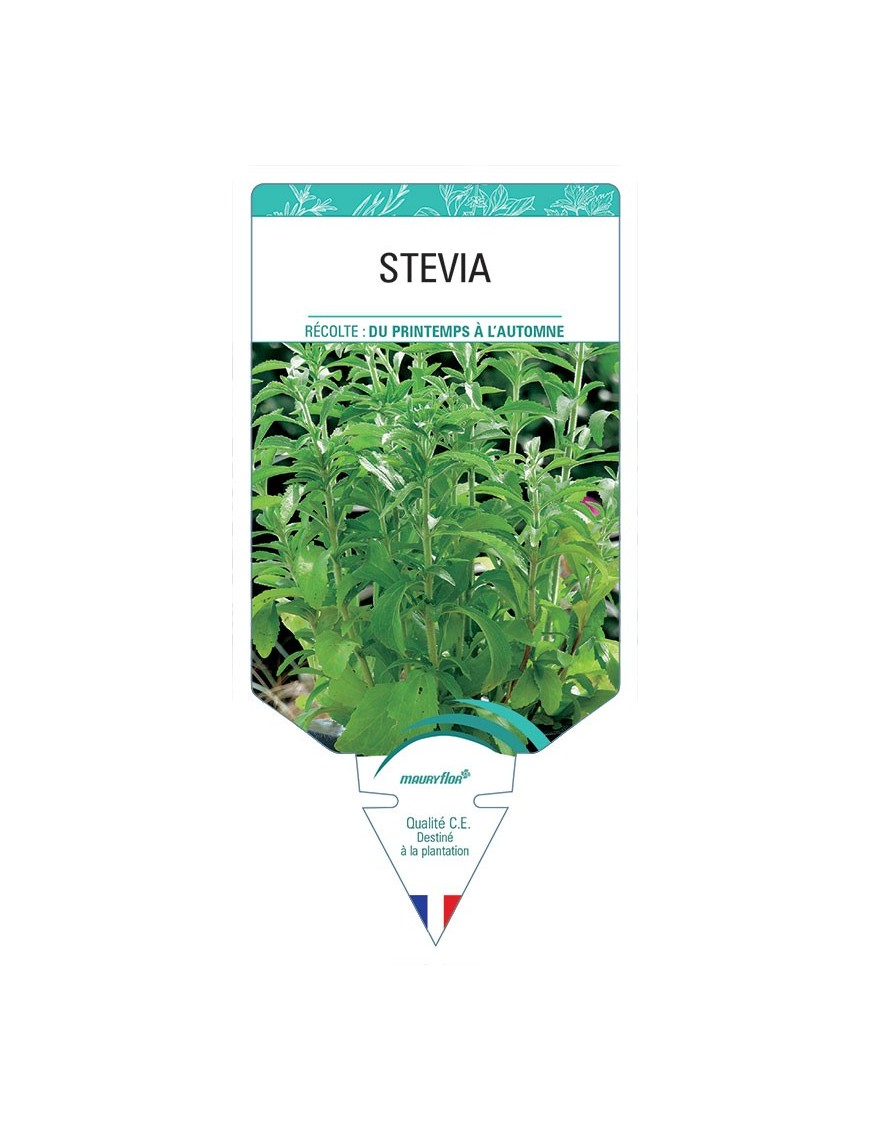 STEVIA