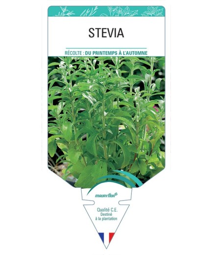 STEVIA