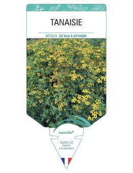 TANAISIE