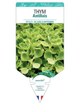 THYM ANTILLAIS