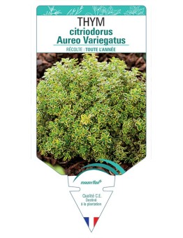 THYM CITRIODORUS AUREO VARIEGATUS