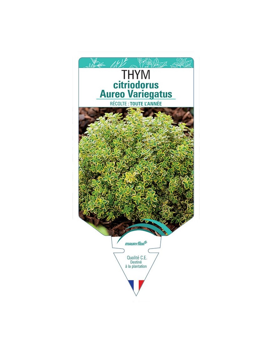 THYM CITRIODORUS AUREO VARIEGATUS