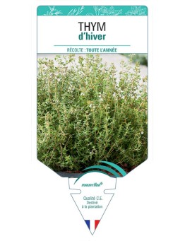 THYM D'HIVER