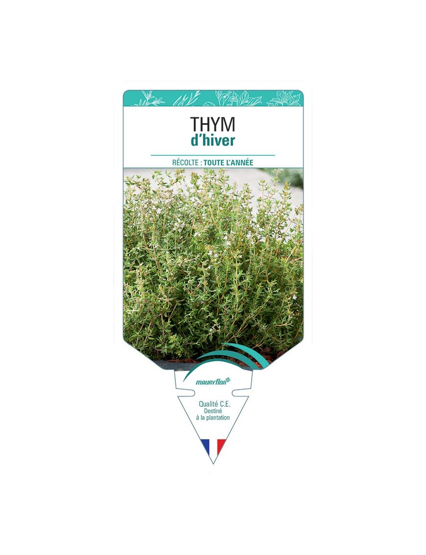THYM D'HIVER