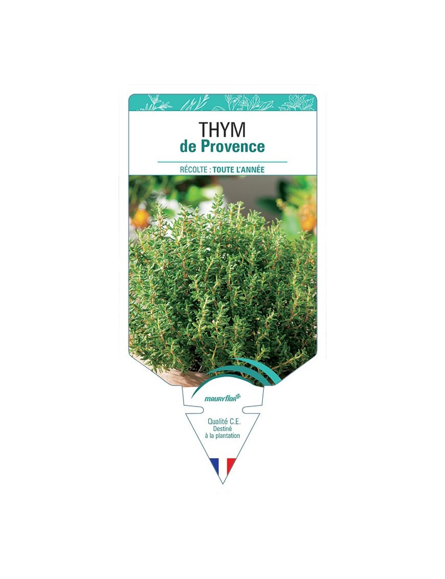 THYM DE PROVENCE