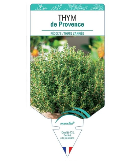 THYM DE PROVENCE