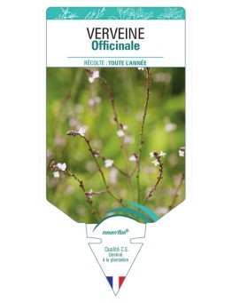 VERVEINE OFFICINALE