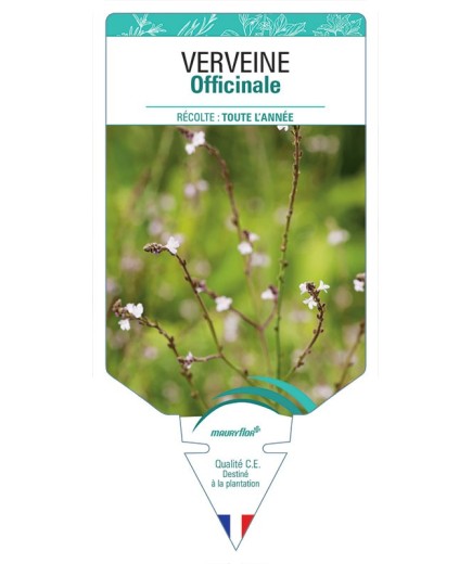 VERVEINE OFFICINALE