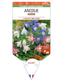 ANCOLIE NAINE (varié)
