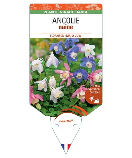 ANCOLIE NAINE (varié)