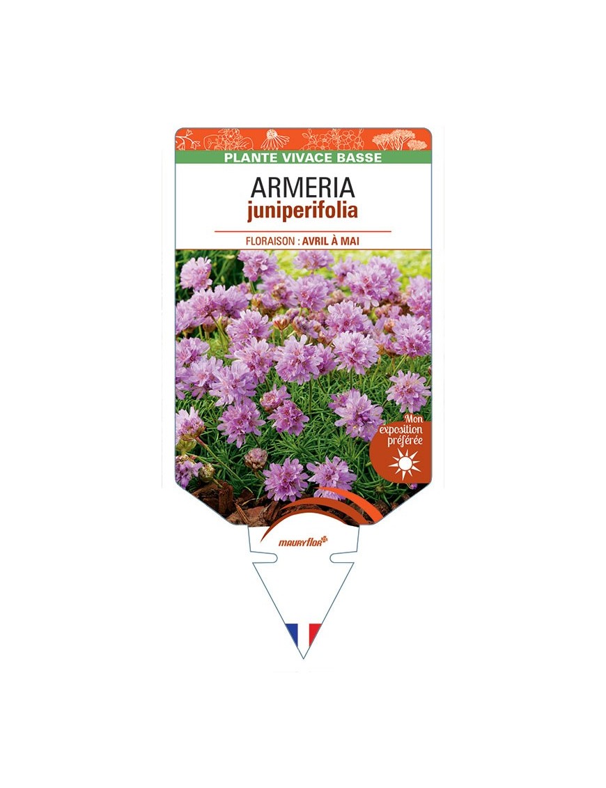 ARMERIA juniperifolia *