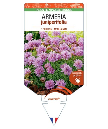 ARMERIA juniperifolia *