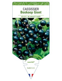 CASSISSIER BOSKOOP GIANT