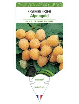FRAMBOISIER ALPENGOLD