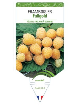 FRAMBOISIER FALLGOLD