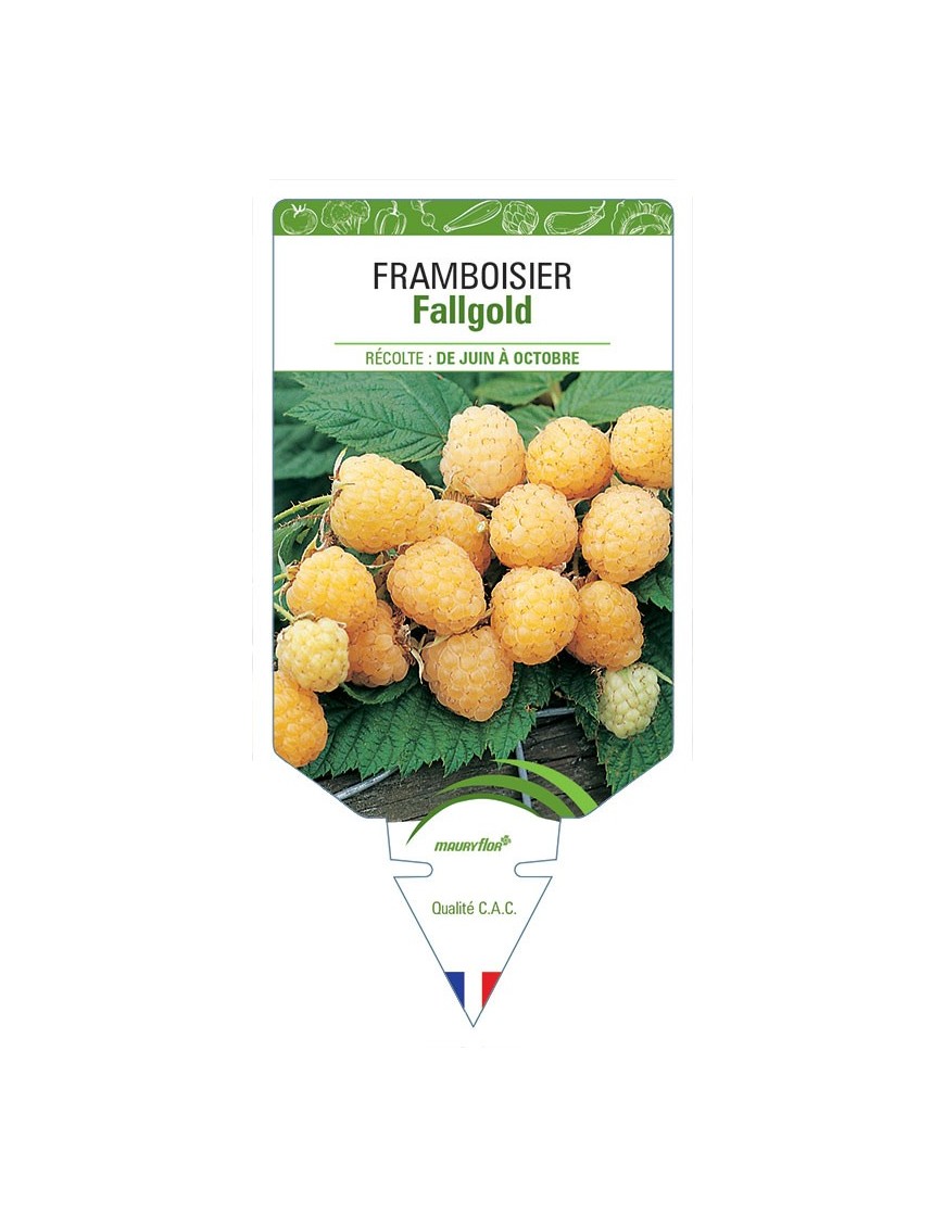 FRAMBOISIER FALLGOLD