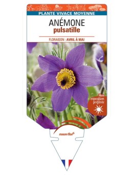 ANEMONE PULSATILLE (bleu) *