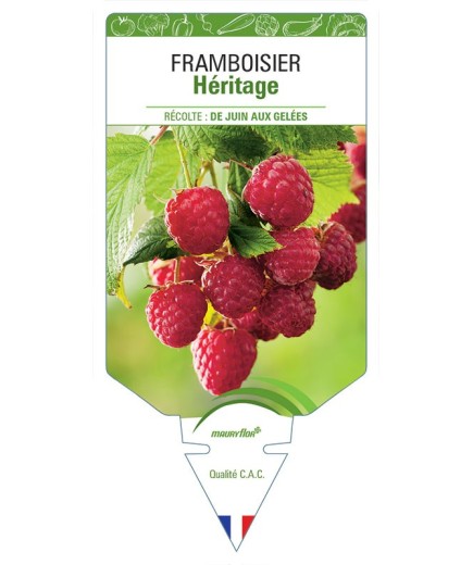 FRAMBOISIER HÉRITAGE