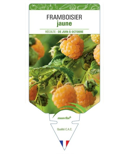 FRAMBOISIER JAUNE