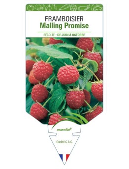 FRAMBOISIER MALLING PROMISE