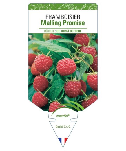 FRAMBOISIER MALLING PROMISE