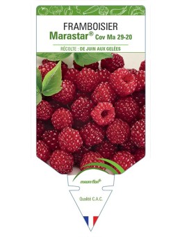 FRAMBOISIER MARASTAR® COV MA 29-20