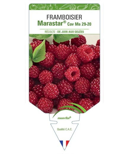 FRAMBOISIER MARASTAR® COV MA 29-20