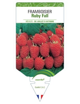 FRAMBOISIER RUBY FALL
