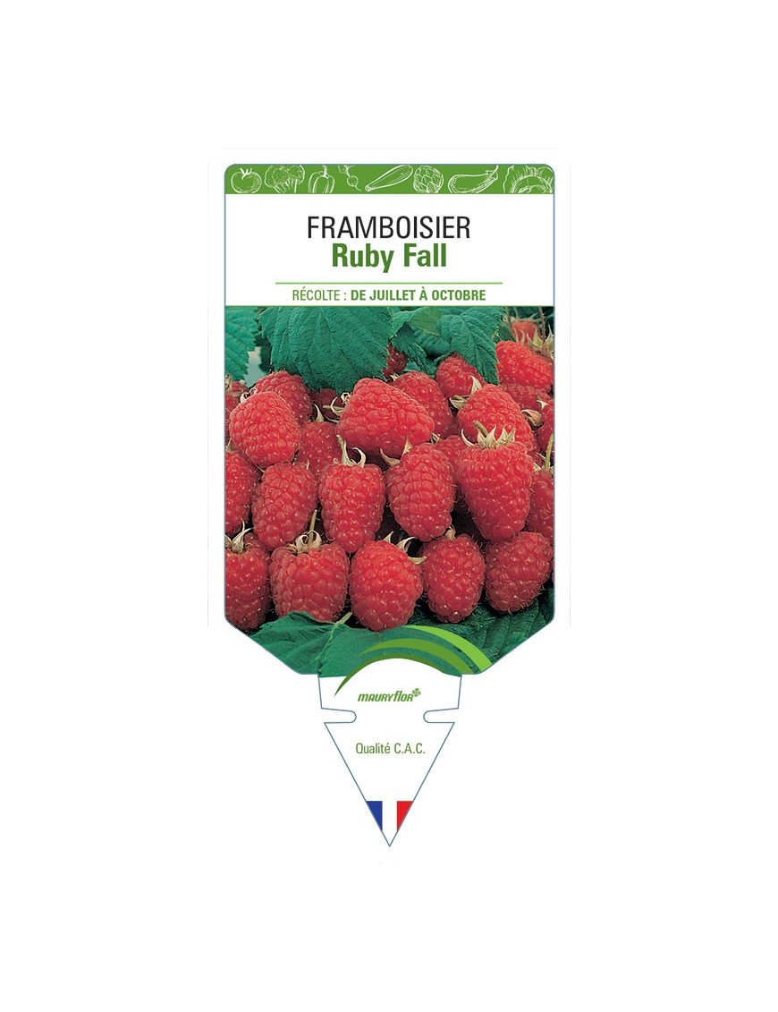 FRAMBOISIER RUBY FALL