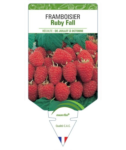 FRAMBOISIER RUBY FALL