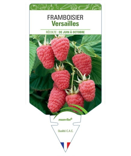 FRAMBOISIER VERSAILLES