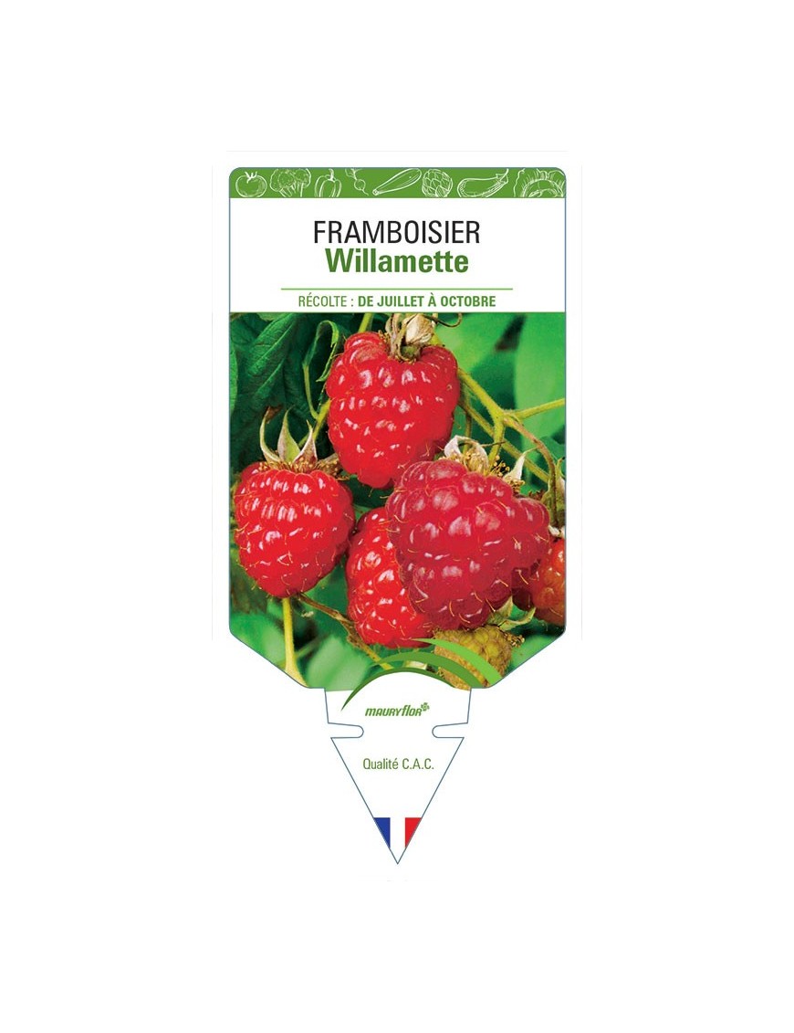 FRAMBOISIER WILLAMETTE