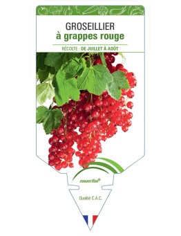GROSEILLIER À GRAPPES ROUGE